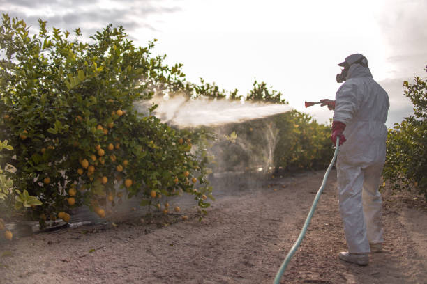 Trusted Hayfield, MN Pest Control Experts