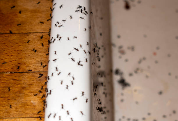 Pest Control for Restaurants in Hayfield, MN